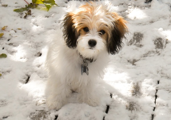 Ballyhara cavapoo shop