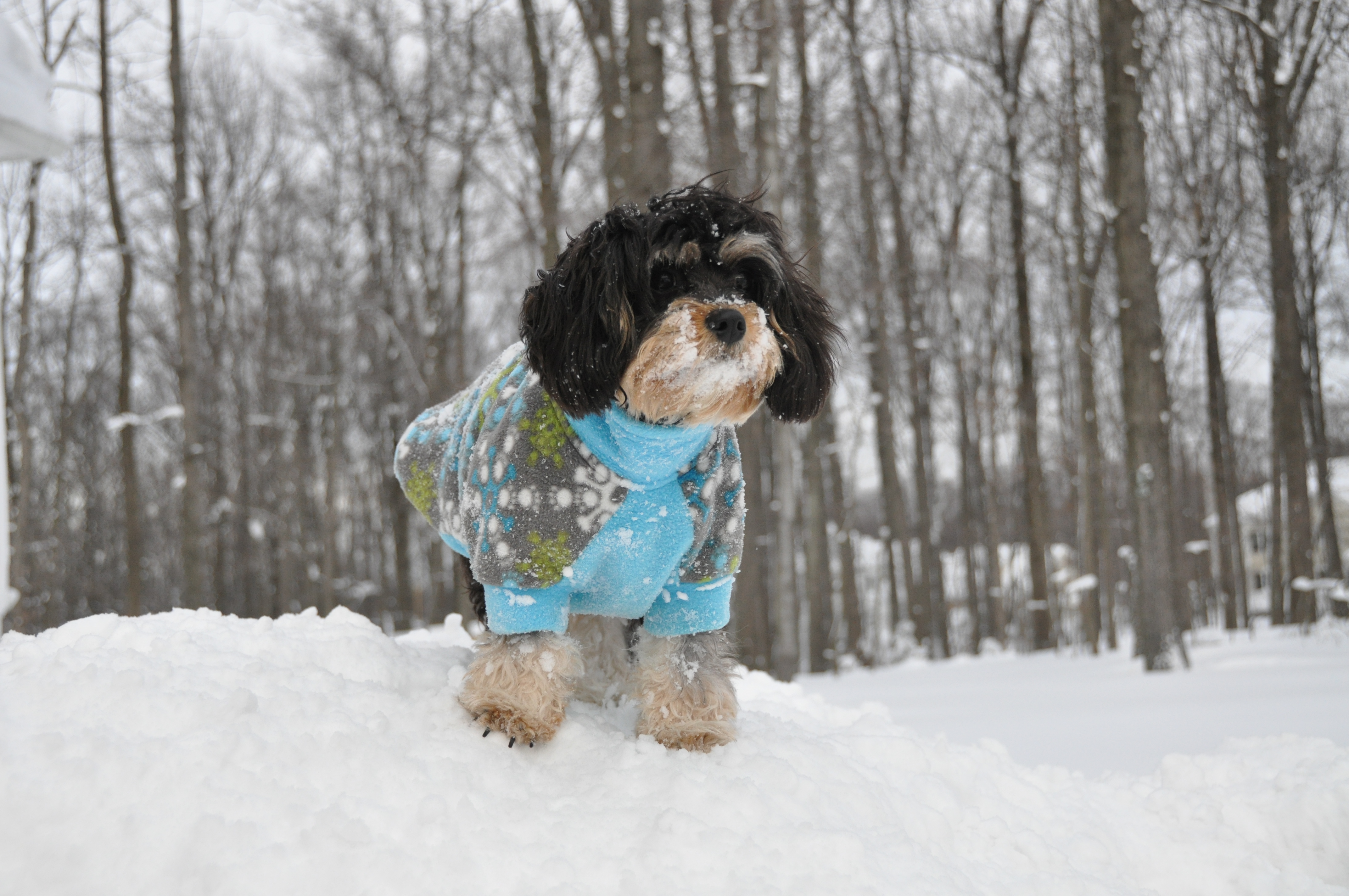 ballyhara cavapoo