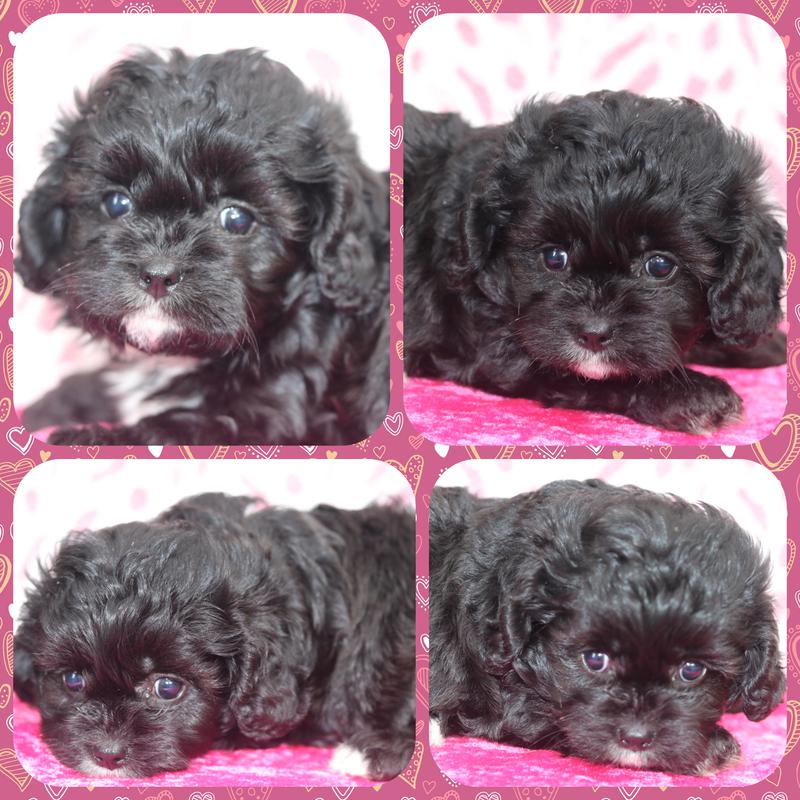 cavachon puppies for sale mn cavachon puppies for sale in minesota cavachon puppies for sale mn cavachon puppies for sale in minesota