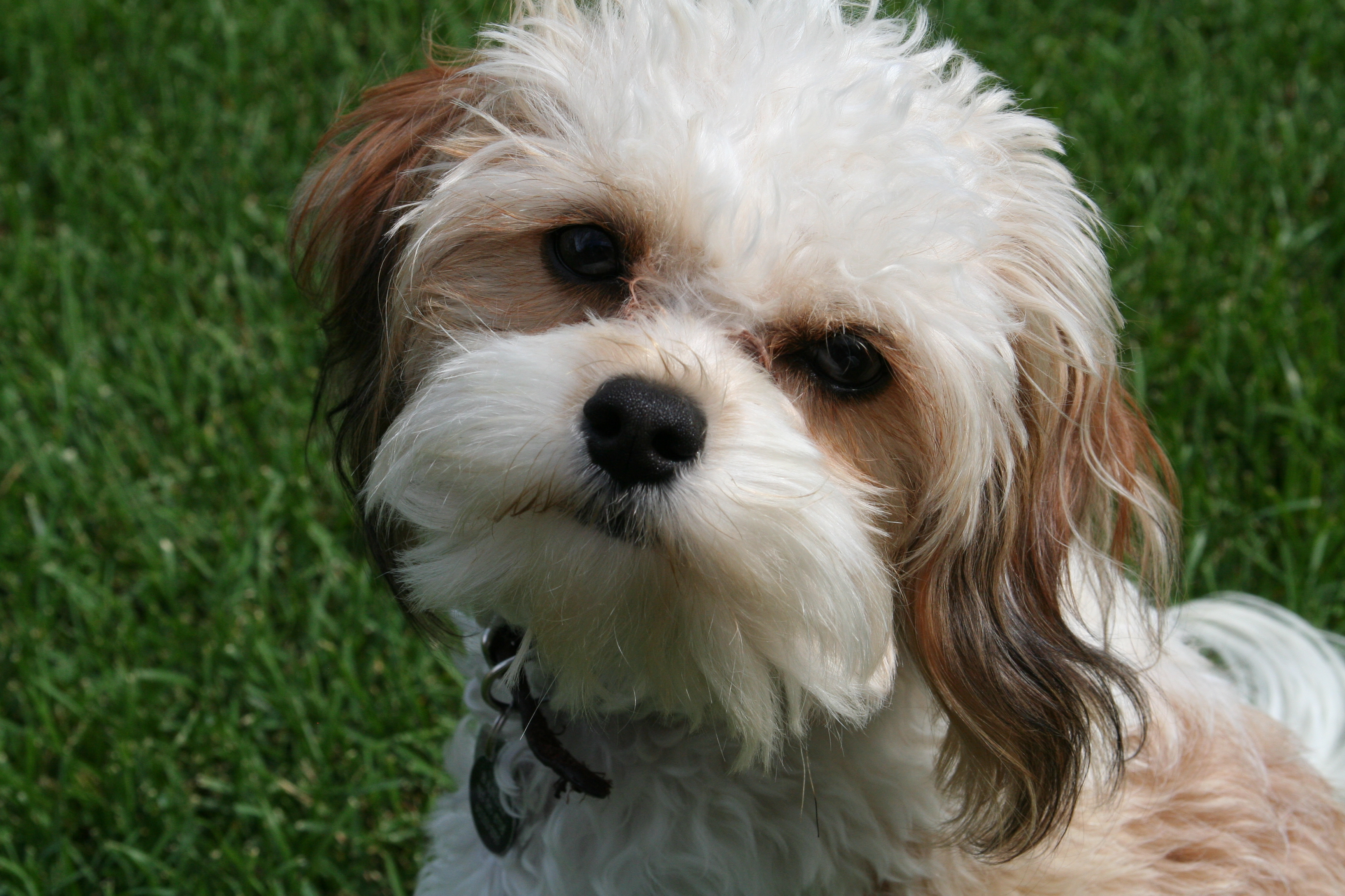 cavachon breeders near me