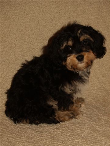 black and white cavachon puppies