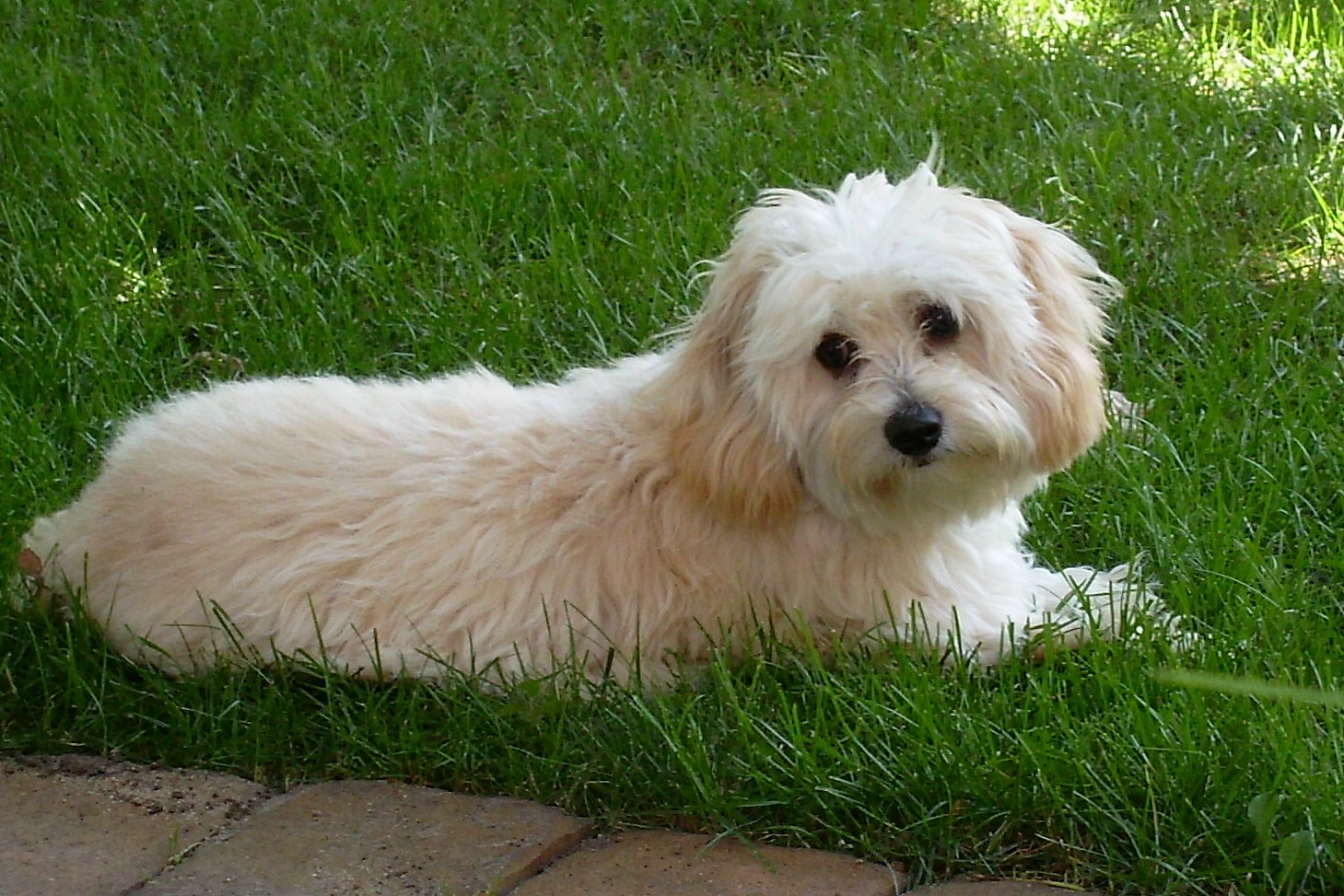 white cavachon dog