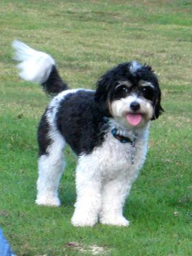 ballyhara cavapoo