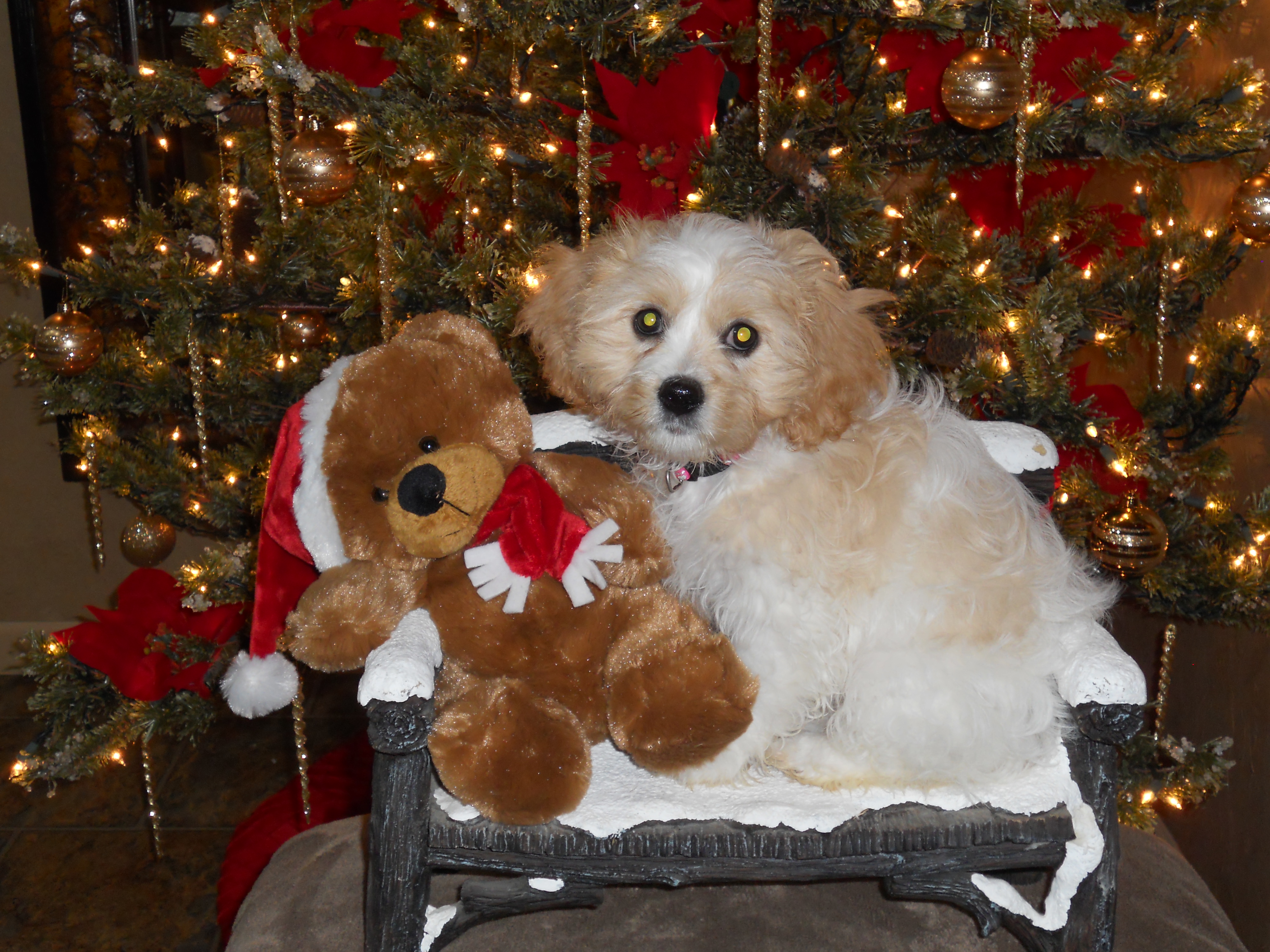 ballyhara cavapoo