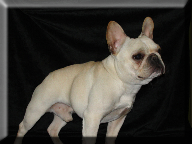 -French-Bulldog-Sires